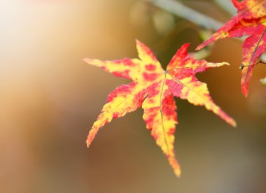 Sarı ve kırmızı akçaağaç yaprağı