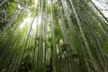 Bambu grove, bambu ormanı arashiyama, kyoto, Japonya 