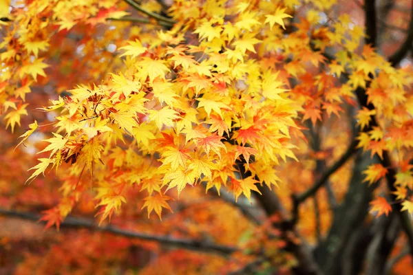 Yellow Autumn maple leaves — Stock Photo, Image