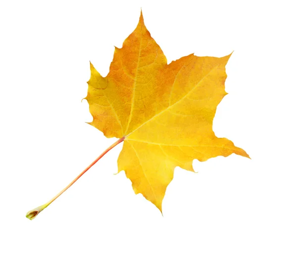 Autumn marple leaf — Stock Photo, Image