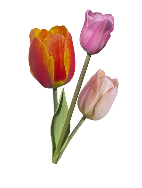 Beautiful tulips — Stock Photo, Image