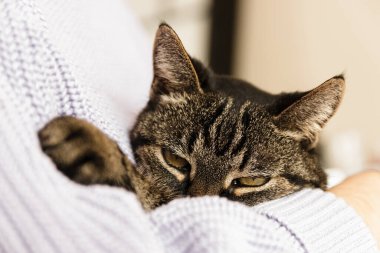 İnsan kollarında yalnız bir sokak kedisi Sevildiğini hissediyor