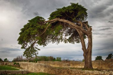 Albero piegato dal vento in un parco naturale