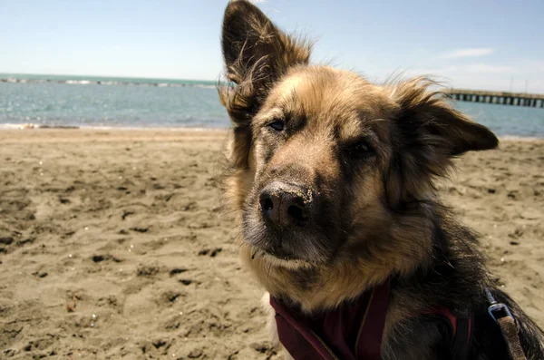 Cane con sguardo interview rogativo, al mare