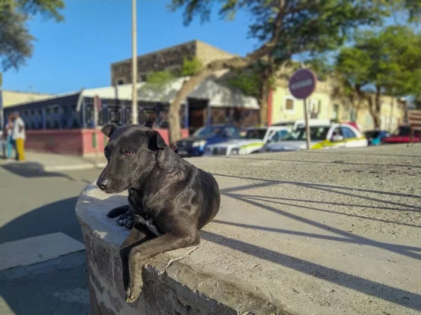 Perro Calle Mindelo Cabo Verde — Foto de Stock