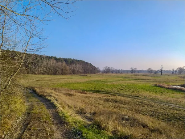 Parco Paesaggistico Rogalin Con Bellissime Querce Antiche Una Vista Mozzafiato — Foto Stock