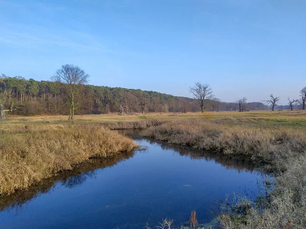 Querce Secche Nel Parco Paesaggistico Rogalin Nella Regione Wielkopolska Polonia — Foto Stock