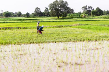 Genç pirinç kuzeydoğu Tayland under