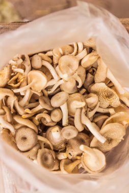 Orman mantar yerel gıda Market, kuzeydoğu Tha Satılık