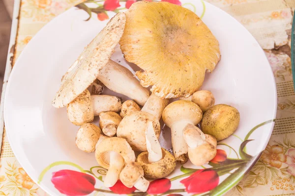 Forest mushrooms for sale at local food market, Northeast of Tha — Stock Photo, Image