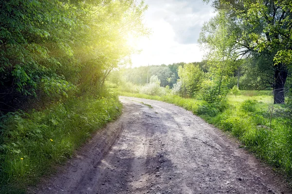 Estrada de terra na floresta de verão — Fotografia de Stock