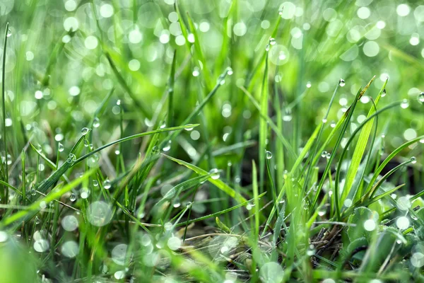 Verde hierba jugosa con rocío —  Fotos de Stock