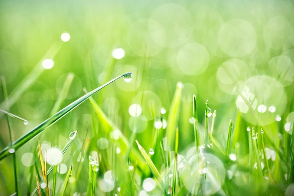 Erba verde con rugiada — Foto Stock