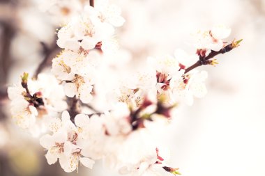 Narin kayısı çiçekler güzel