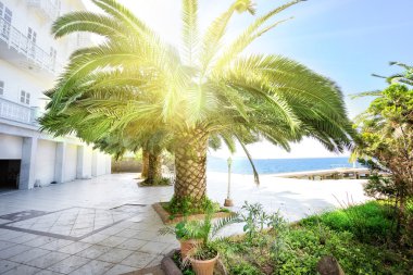 Sahilde palmiye ağacı