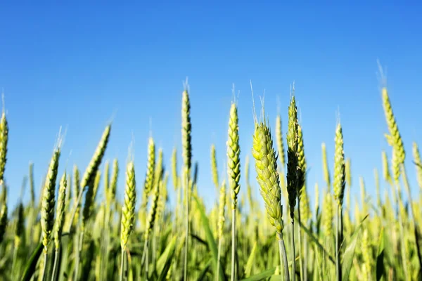 Green ears of wheat — Stock Photo, Image