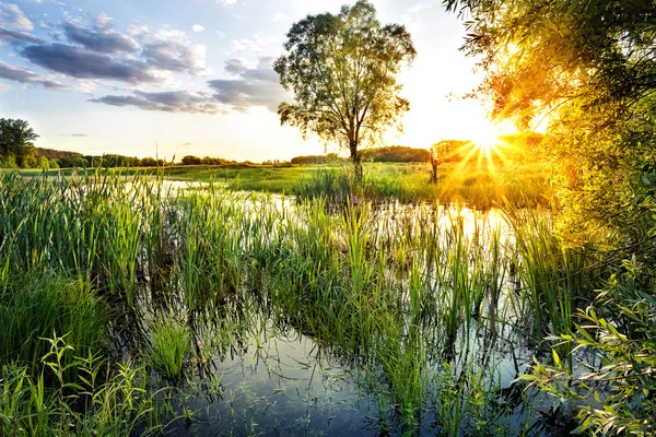 Sjön med vass i solnedgången — Stockfoto