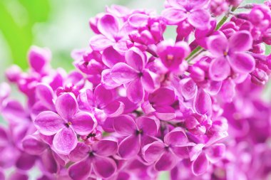 Arka planını çiçekler leylak