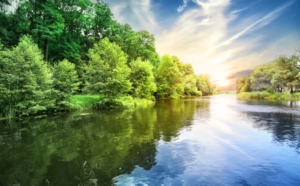 River with trees on the beach — Stock Photo, Image