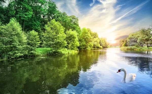 Fluss mit einem weißen Schwan — Stockfoto