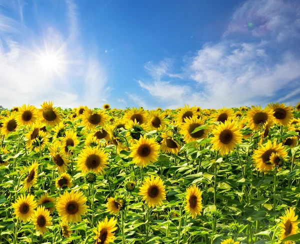 Feld gelber, heller Sonnenblumen — Stockfoto
