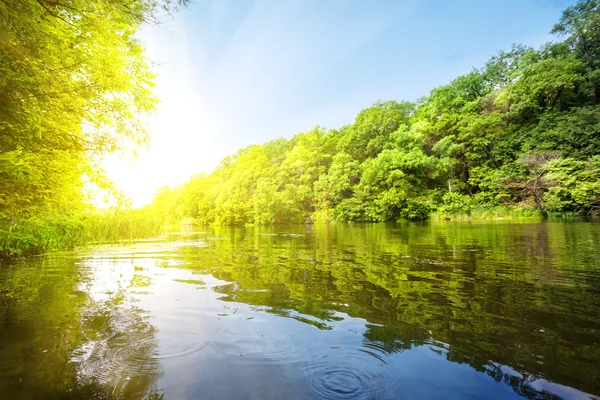 Río con árboles verdes en la orilla —  Fotos de Stock