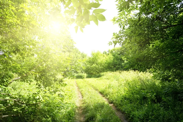 Path to the sun in forest — Stock Photo, Image