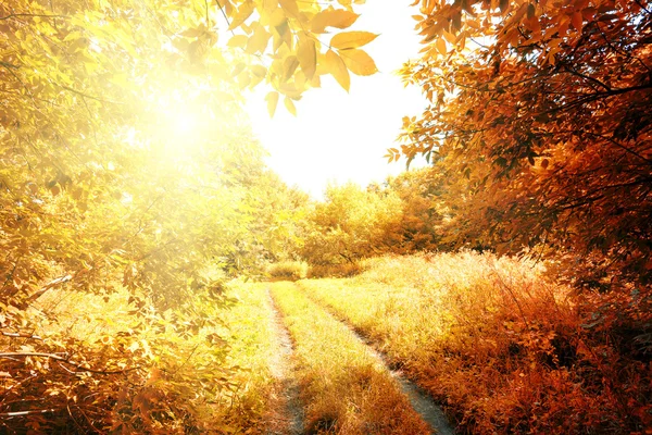 Road to the sun in autumn forest — Stock Photo, Image