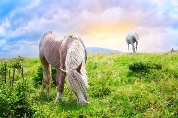 Cavalo bege pastando em pastagens de montanha — Fotografia de Stock