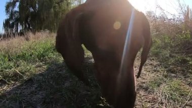 Dachshund köpeği koşup bir şeyler yiyor.