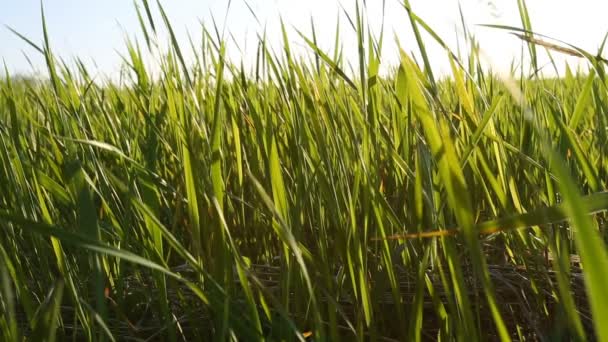 Зелена трава світить під вітром на полі — стокове відео