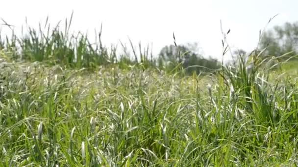 Grünes Gras wiegt sich im Wind — Stockvideo