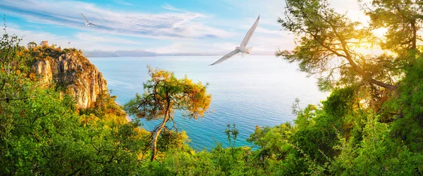 Panorama da baía do mar com gaivota no céu — Fotografia de Stock