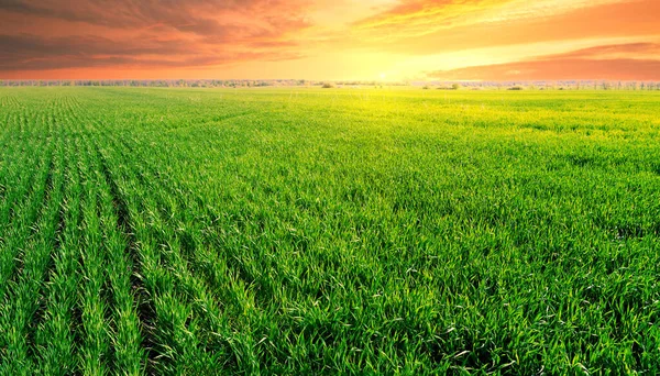 Coucher de soleil spectaculaire sur le champ vert — Photo