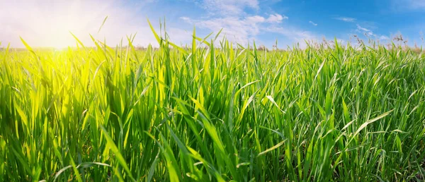 Hierba verde contra el cielo azul con sol brillante — Foto de Stock