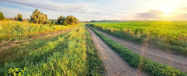 Country road through green meadow at sunset — Stock Photo, Image