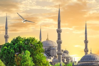 Sultanahmet camisi ya da mavi cami ve martı gün batımında sarı gökyüzü