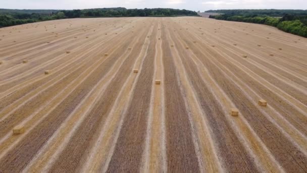Latanie nad polem ze stosami pszenicy koszonej — Wideo stockowe