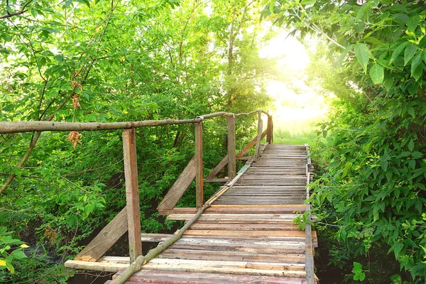 Ponte de madeira em folhagem verde ao sol — Fotografia de Stock