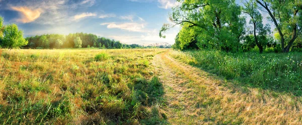 Camino de campo en un campo cerca del bosque bajo el cielo azul — Foto de Stock