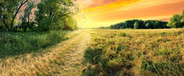 Country road in field near forest under dramatic sunset sky — Stock Photo, Image
