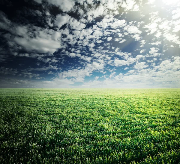 Campo con hierba verde exuberante — Foto de Stock