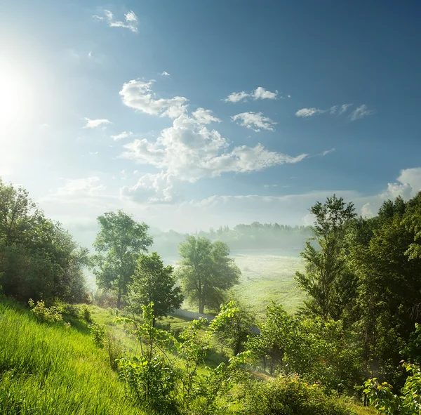 Dimmig morgon i en grön skog — Stockfoto