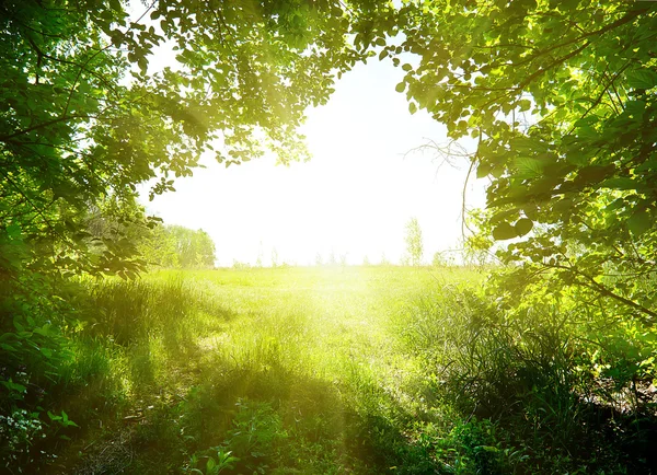 Path in the forest — Stock Photo, Image