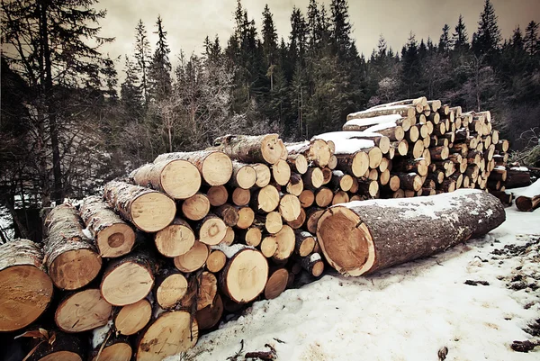 Högen av stockar i skogen vinter — Stockfoto