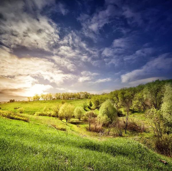 Paisagem com um campo de grama verde e árvores — Fotografia de Stock