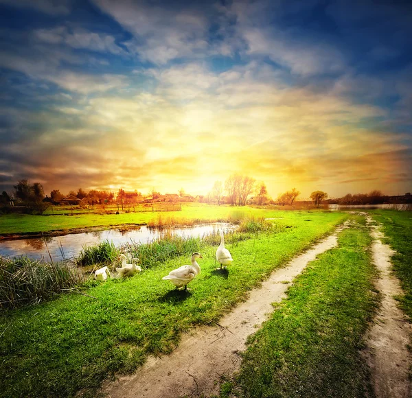 Strada di campagna tra campi e lago con oche — Foto Stock