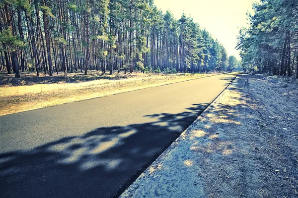 Asphalt road in the green forest — Stock Photo, Image