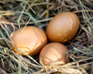 üç kahverengi tavuk yumurta