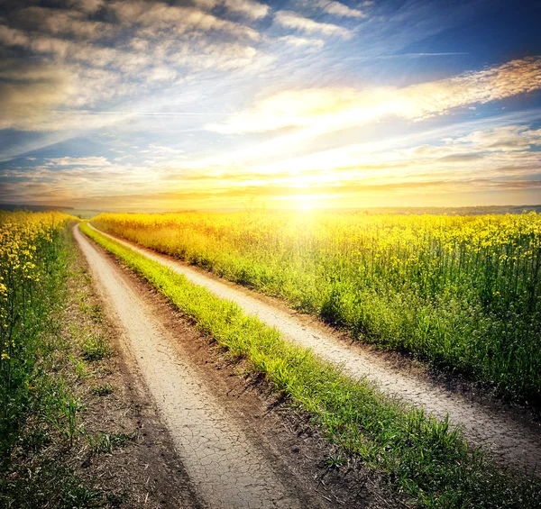 Camino de campo en un campo con flores amarillas — Foto de Stock